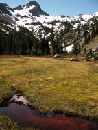 Beautiful landscape with the colorful meadow near the snowy mountains in the Olympic National Park in Wash