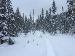 Ski path Trees at Winter