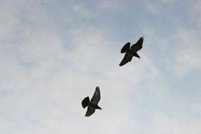 two dark Birds in Flight at Sky