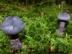 Mushroom Autumn Violet