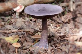 blue Mushroom at autumn forest