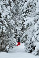 a man stands among the snow-covered fir trees in winter