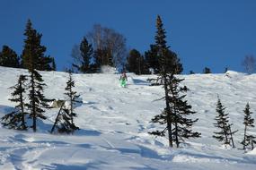 green spruce trees on a mountain slope in winter in russia