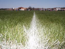 Soccer Football Sports Field