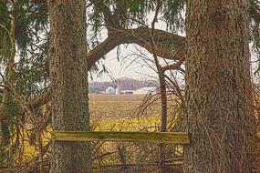 Scenery Trees Artistic Art
