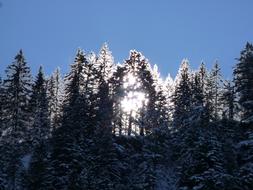 bright sunrise in winter trees