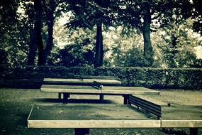 black and white, tennis tables in the park