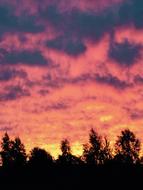 silhouette of trees on a background of pink sky during sunrise