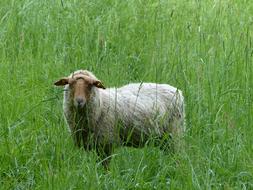 brown head sheep among tall green grass