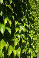 vine Leaves Greening Wall