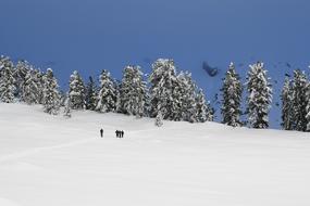 Winter Snow Snowshoe