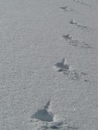 Snowy Traces wag