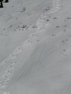 crooked ski trails in the snow on the mountain