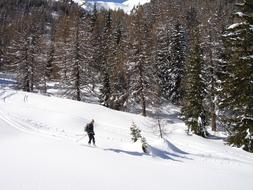 Backcountry Skiing, man on ski track at forest, italy, south tyrol