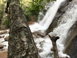 River Summer Trail in forest