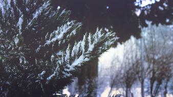 Beautiful, snowy plants among the forest on the mountain, in the winter