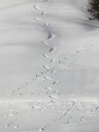 Snowy Traces skiing