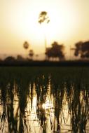Sunset Farm Fields