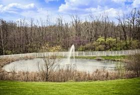 Pond Scenery Trees