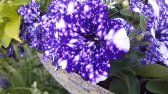 purple petunia flowers close up