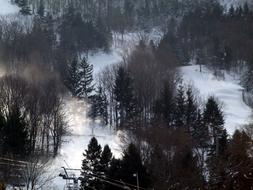 trees on a snowy slope