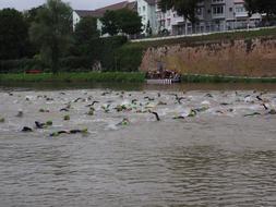 Athletes crawling in the water, o the triathlon competition in Danube, in Ulm, Germany