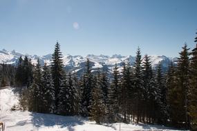 coniferous forest on the background of the mountains in winter