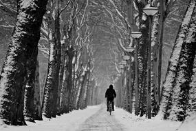 Lane Tree Lined