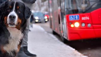 the owner with the dog at the bus stop