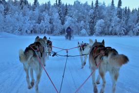 Sled Race husky, finland