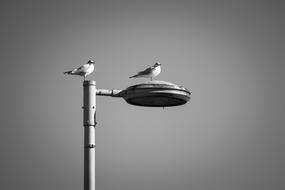 two Gulls on street Lantern