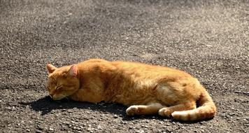 red Cat Sleep