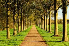 Lane Tree