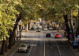 Traffic on street beneath trees in city