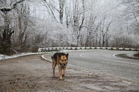 Dog Animals near Road