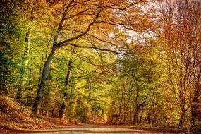 enchanting Autumn Forest with the colorful plants