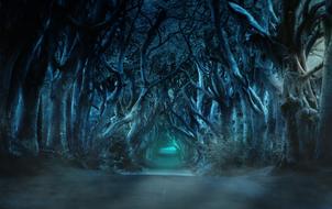 mystical forest in the moonlight