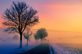 Winter Fog tree