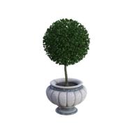 ball-shaped trimmed plant in a large white pot