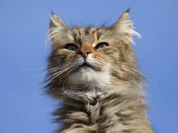 splendid Cat Alley