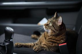 domestic cat in a car