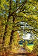 soil road beside of scenic Autumn Forest