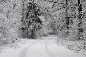 photo of winter rural forest road