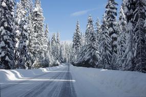 empty road through snowy spruce forest