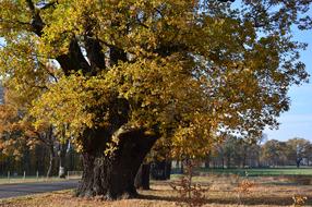 old Oak, giant Deciduous Tree at autumn