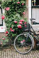 Bike parked at wall near rosebush, netherlands, Amsterdam