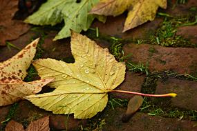 Autumn Leaf on the pavement close-up