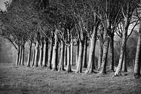 Row Of Tree Lined