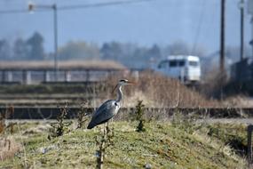 Countryside bird on city