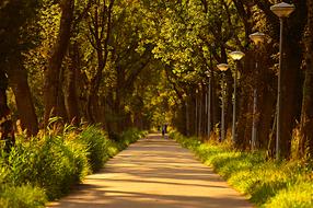 Tree Lined Road in park